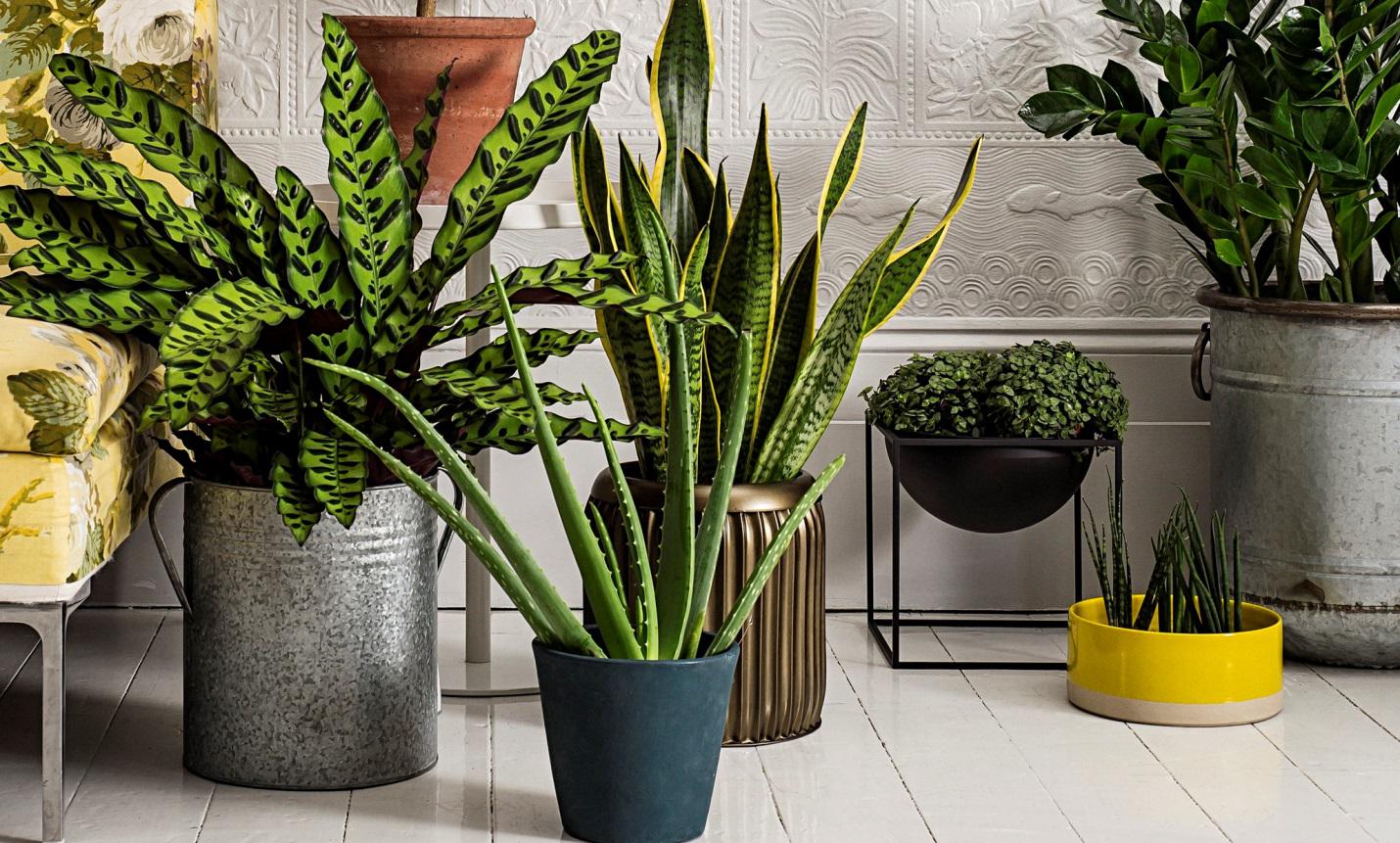 Decorating our homes with plants - Interior Design Explained