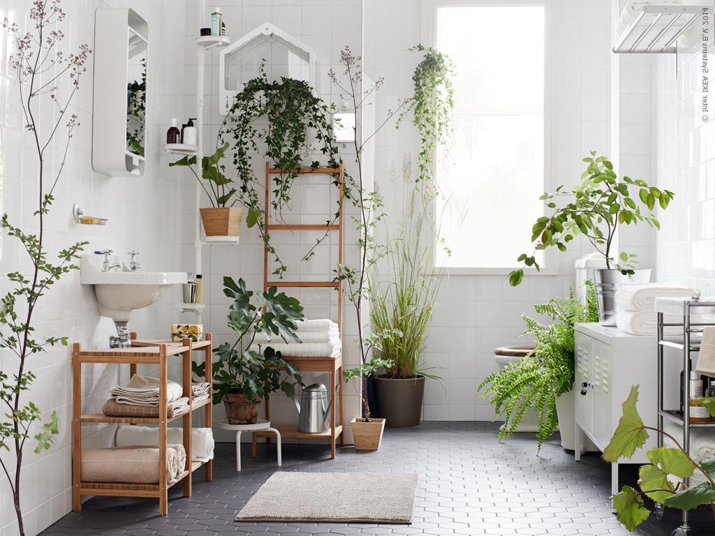 Decorating our homes with plants Interior Design Explained