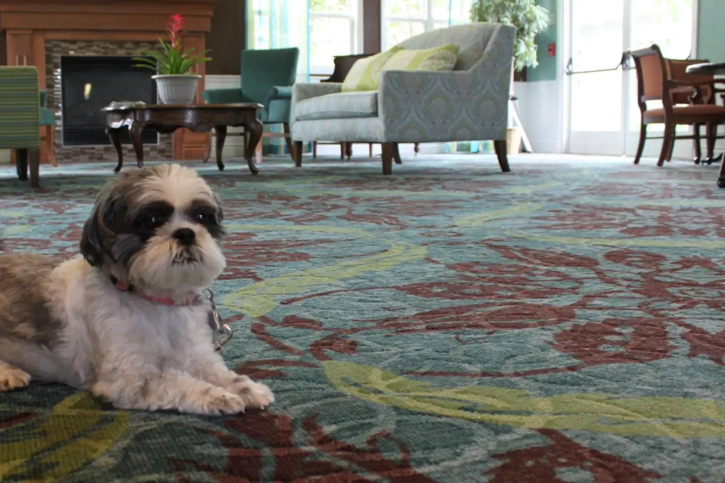 Pet-friendly carpets