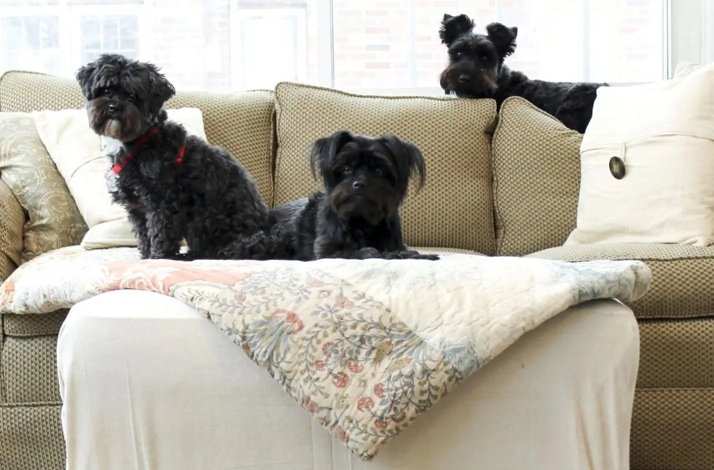 Pet-friendly couches