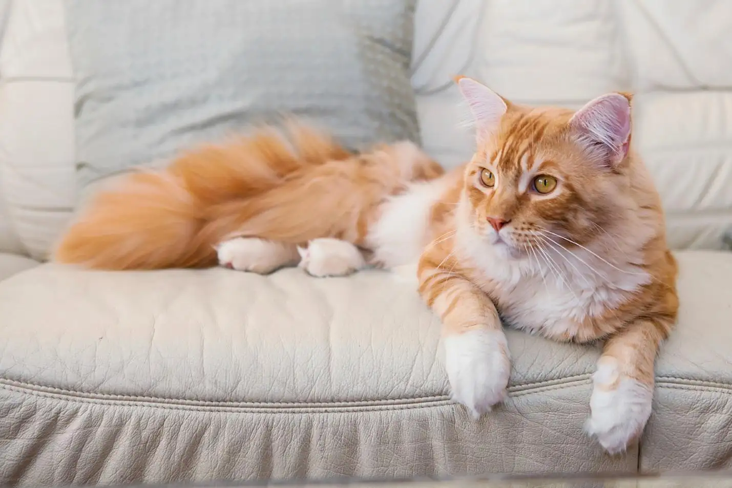 Pet-friendly couches