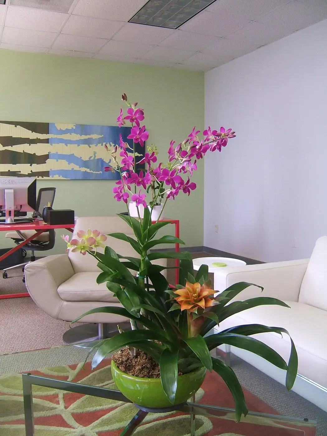 Add exotic vibes with Bromeliads