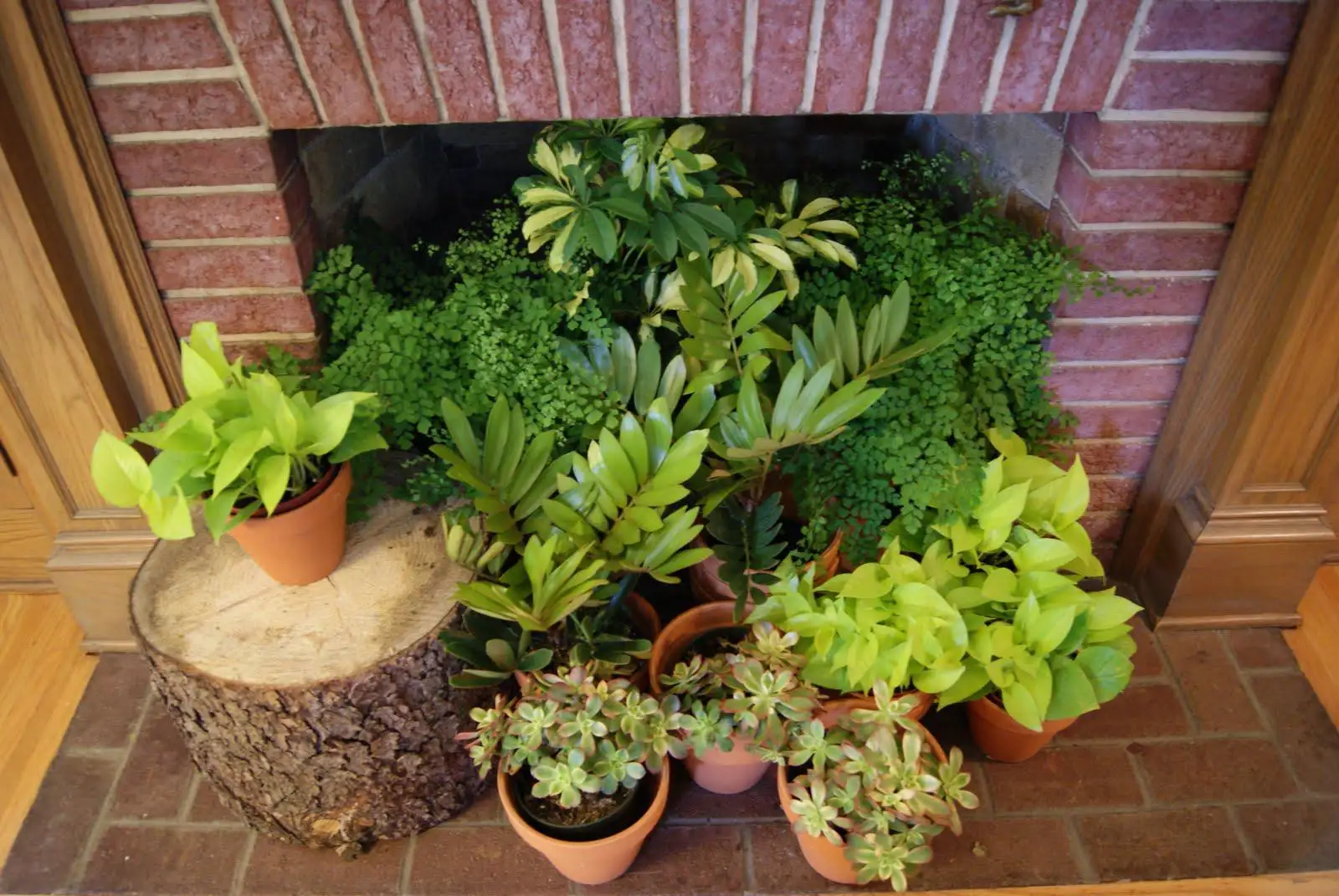 Living room plants