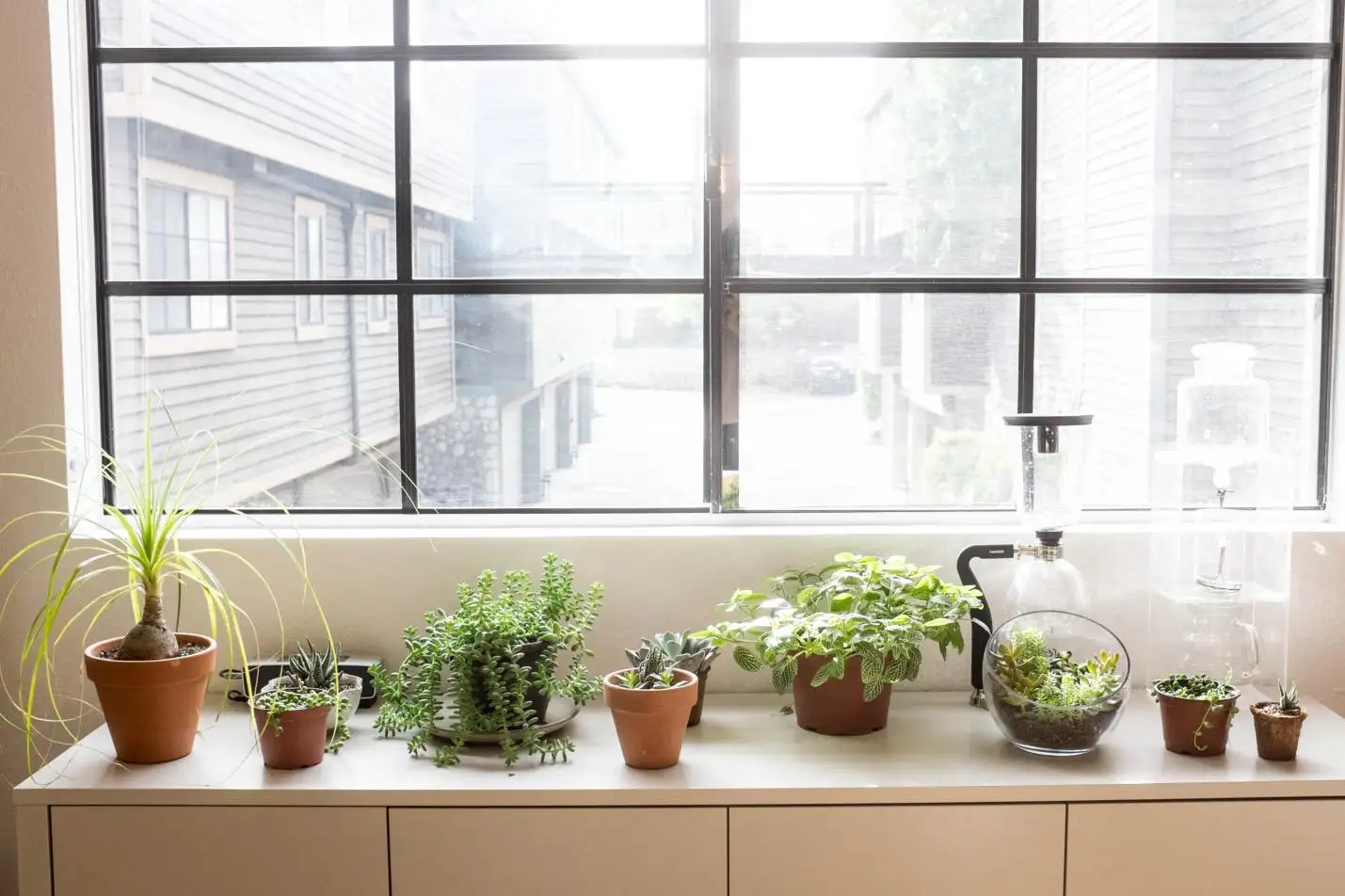 Living room plants