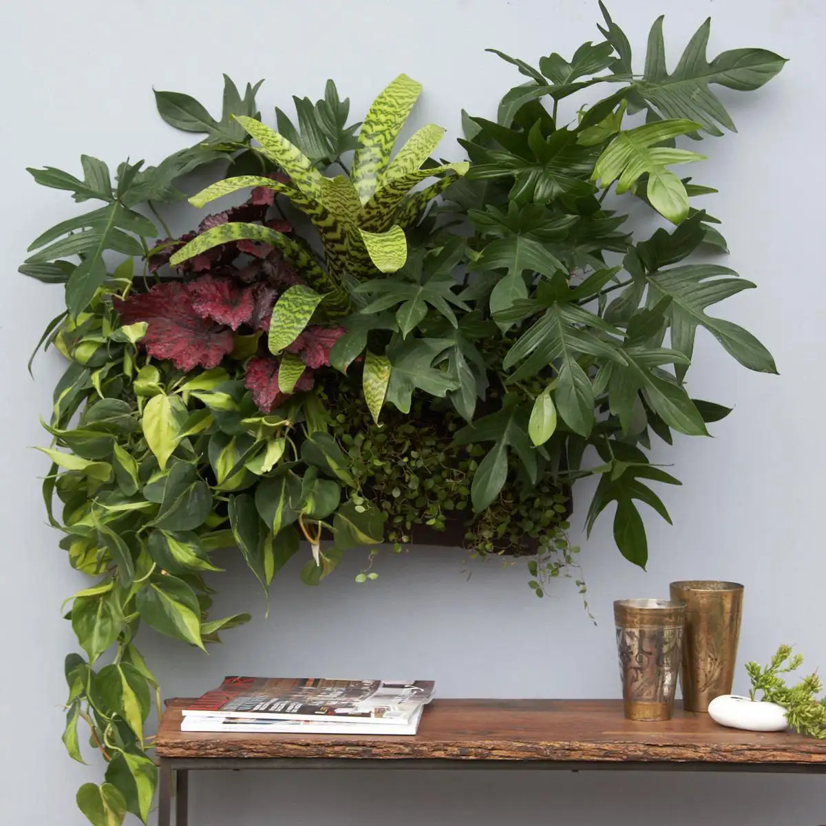 Living room plants