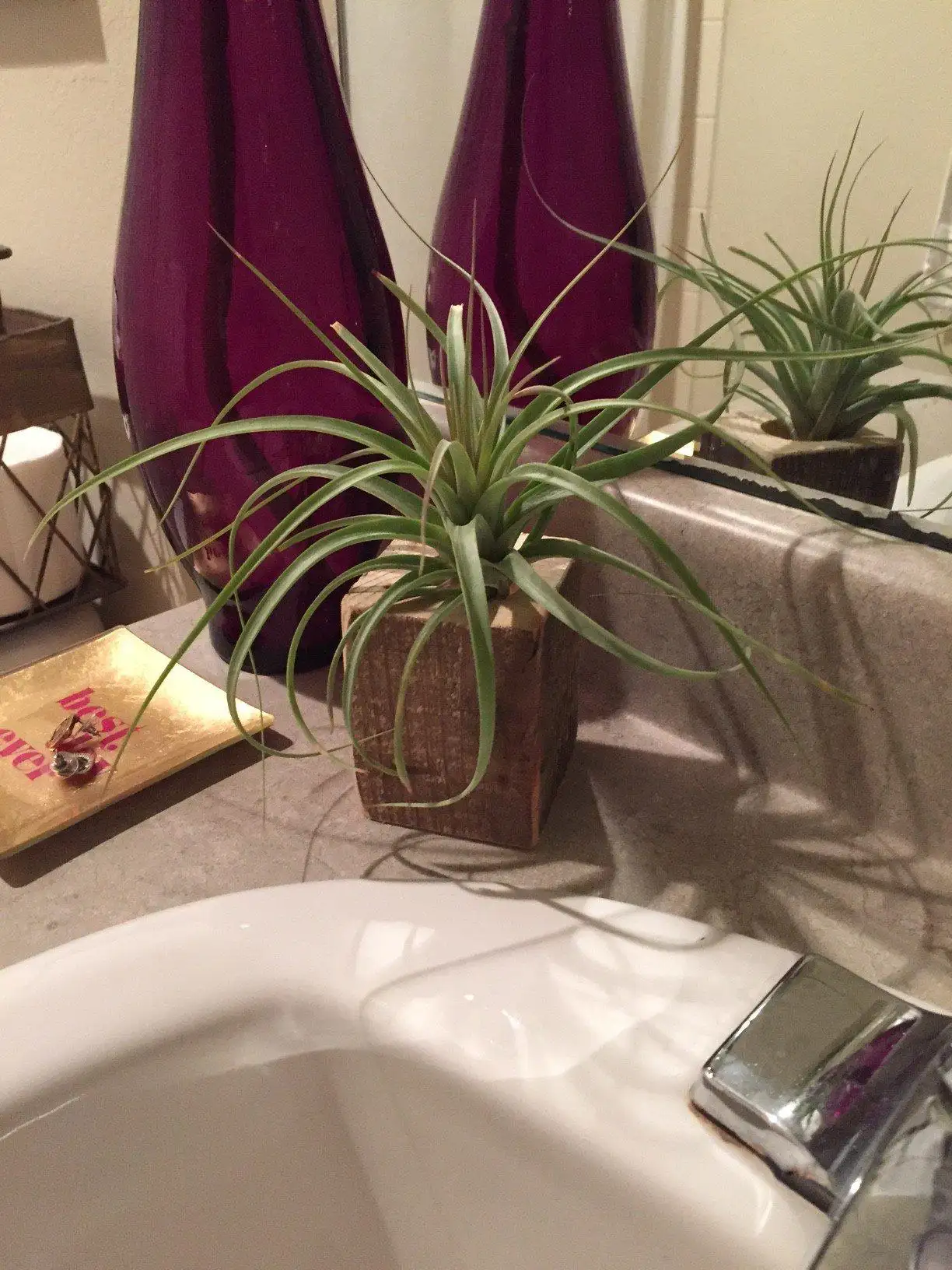 Bathroom plants