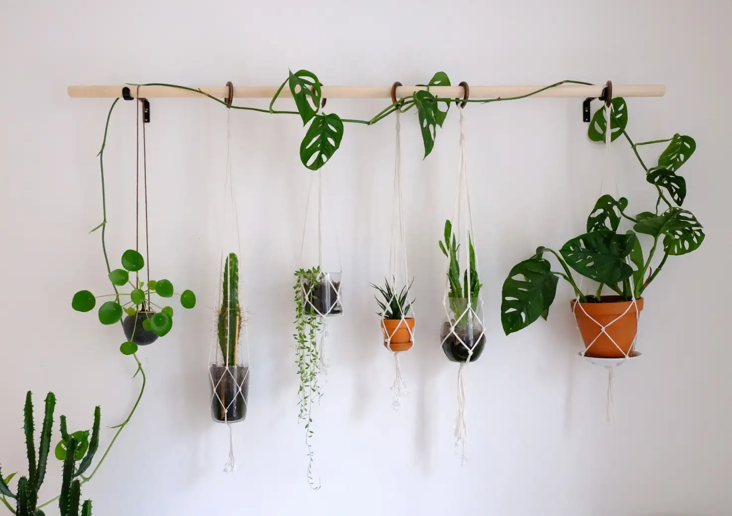 Plant Wall